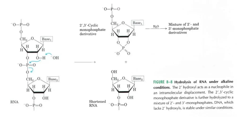 Hydrolysis of RNA under alkaline condition