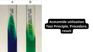 Acetamide utilization Test – Principle, Procedure, result