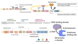 Arabinose Operon – Definition, Structure, Mechanism 
