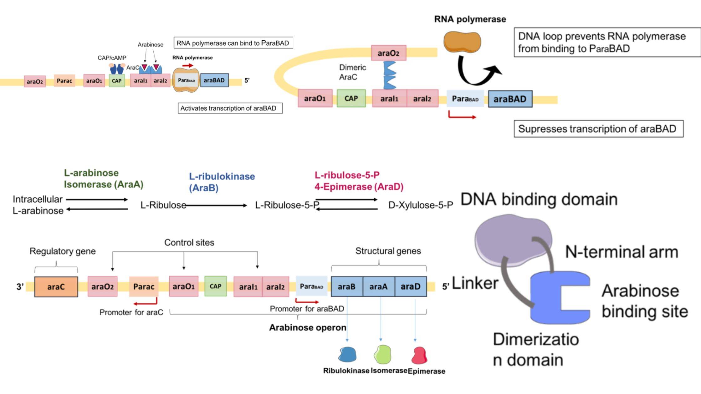 Arabinose Operon - Definition, Structure, Mechanism 