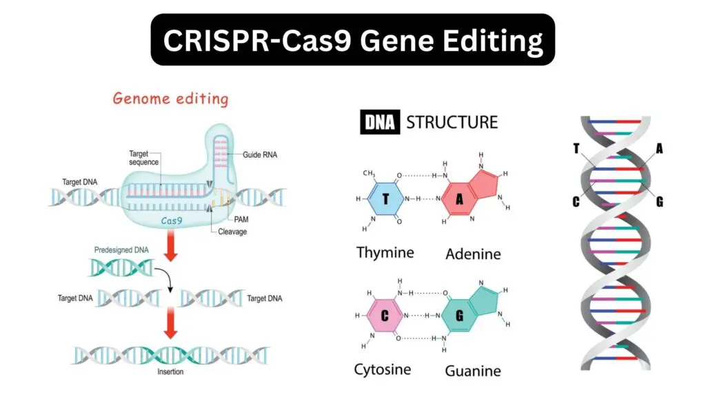 CRISPR-Cas9 Gene Editing - Definition, Mechanism, Application - Biology ...