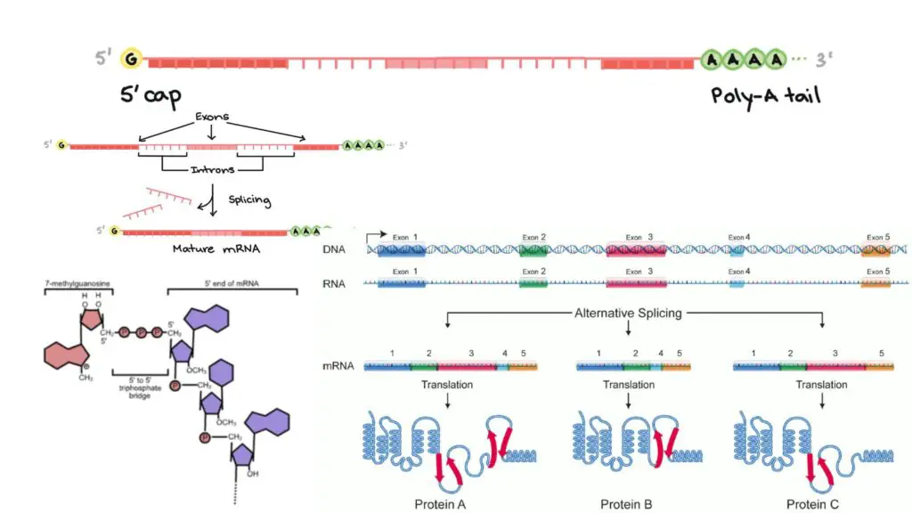 5' Capping and Polyadenylation - Definition, Mechanism - Biology Notes ...