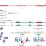 5' Capping and Polyadenylation - Definition, Mechanism