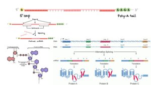 5′ Capping and Polyadenylation – Definition, Mechanism
