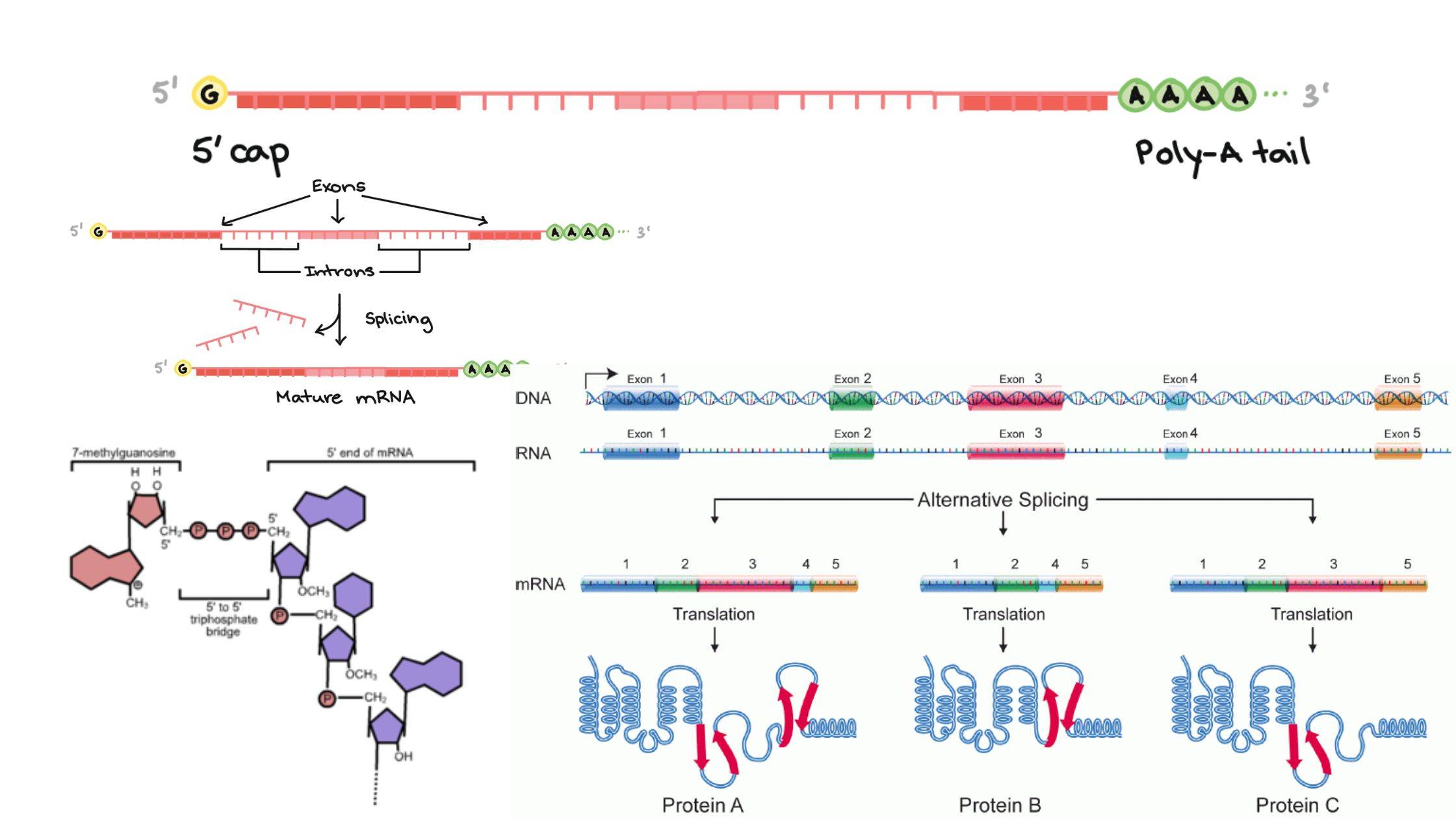 5' Capping and Polyadenylation - Definition, Mechanism