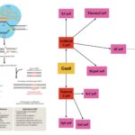 Cas9 Protein - Structure, Types, FunctionCas9 Protein - Structure, Types, Function