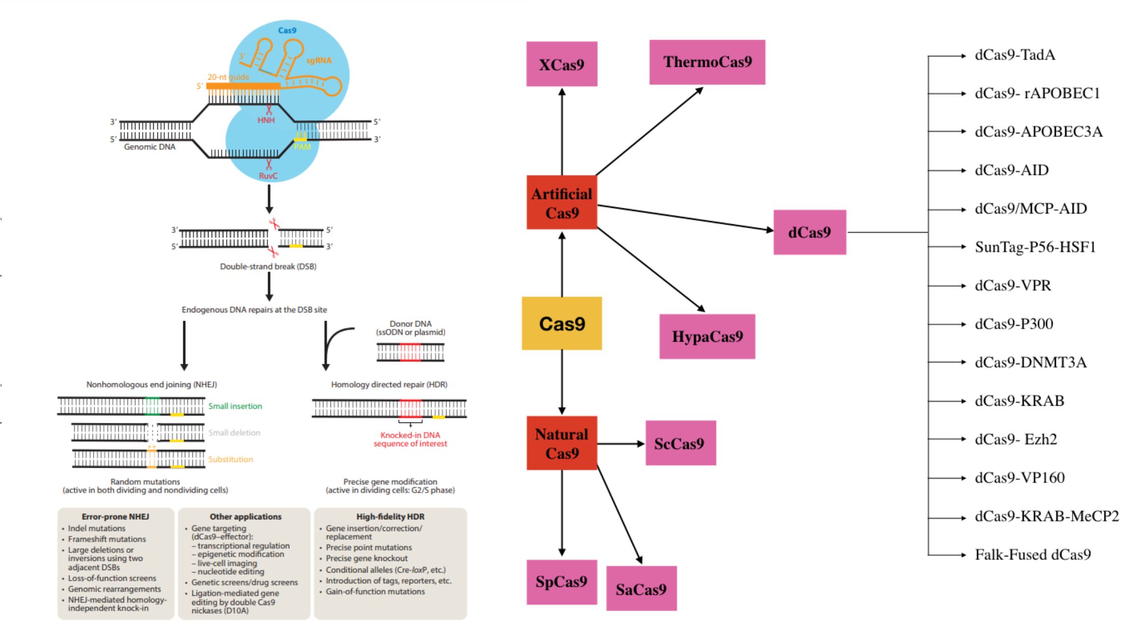 Cas9 Protein - Structure, Types, FunctionCas9 Protein - Structure, Types, Function