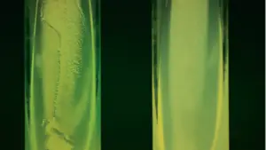Cetrimide Test – Principle, Purpose, Procedure, Results