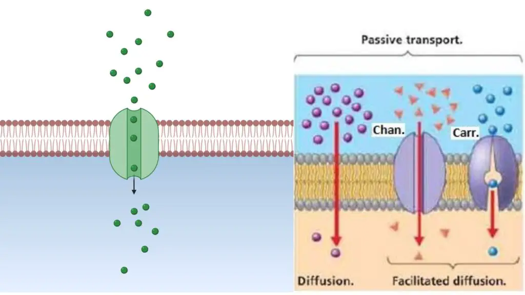 Channel Protein - Definition, Structure, Function, Example - Biology ...