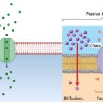 Channel Protein - Definition, Structure, Function, Example