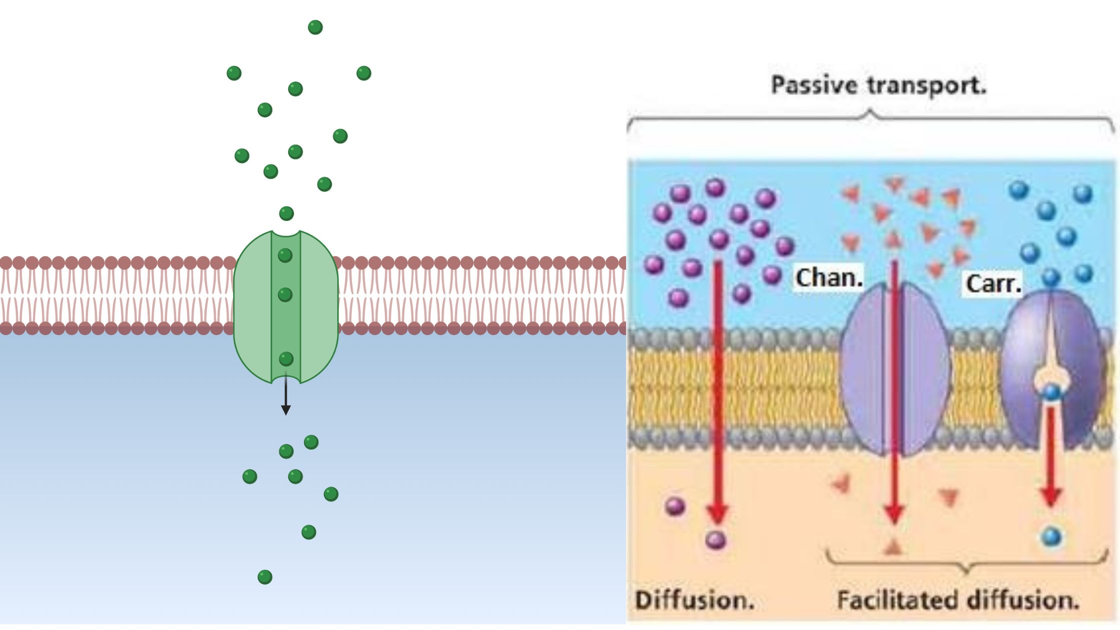 Channel Protein - Definition, Structure, Function, Example