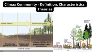 Climax Community – Definition, Characteristics, Theories