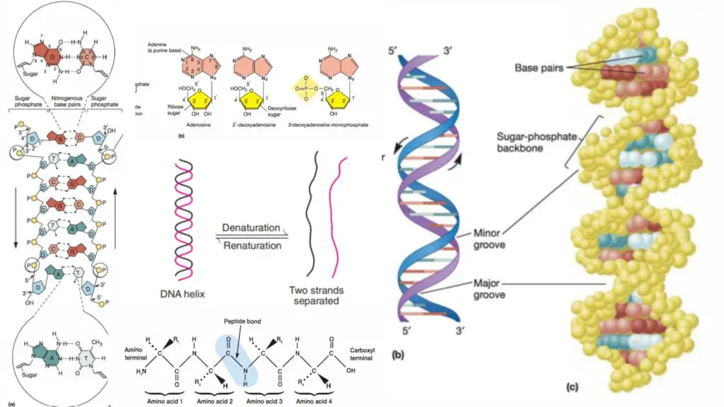 DNA - Definition, Structure, Properties, Types, Functions - Biology ...