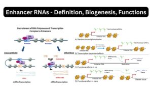 Enhancer RNAs – Definition, Biogenesis, Functions