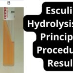 Esculin Hydrolysis test Principle, Procedure, Result