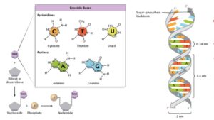 Experiments on DNA – Watson and Crick, Griffith, Chargaff, Hershey and Chase, Avery, McCarty, and MacLeod 