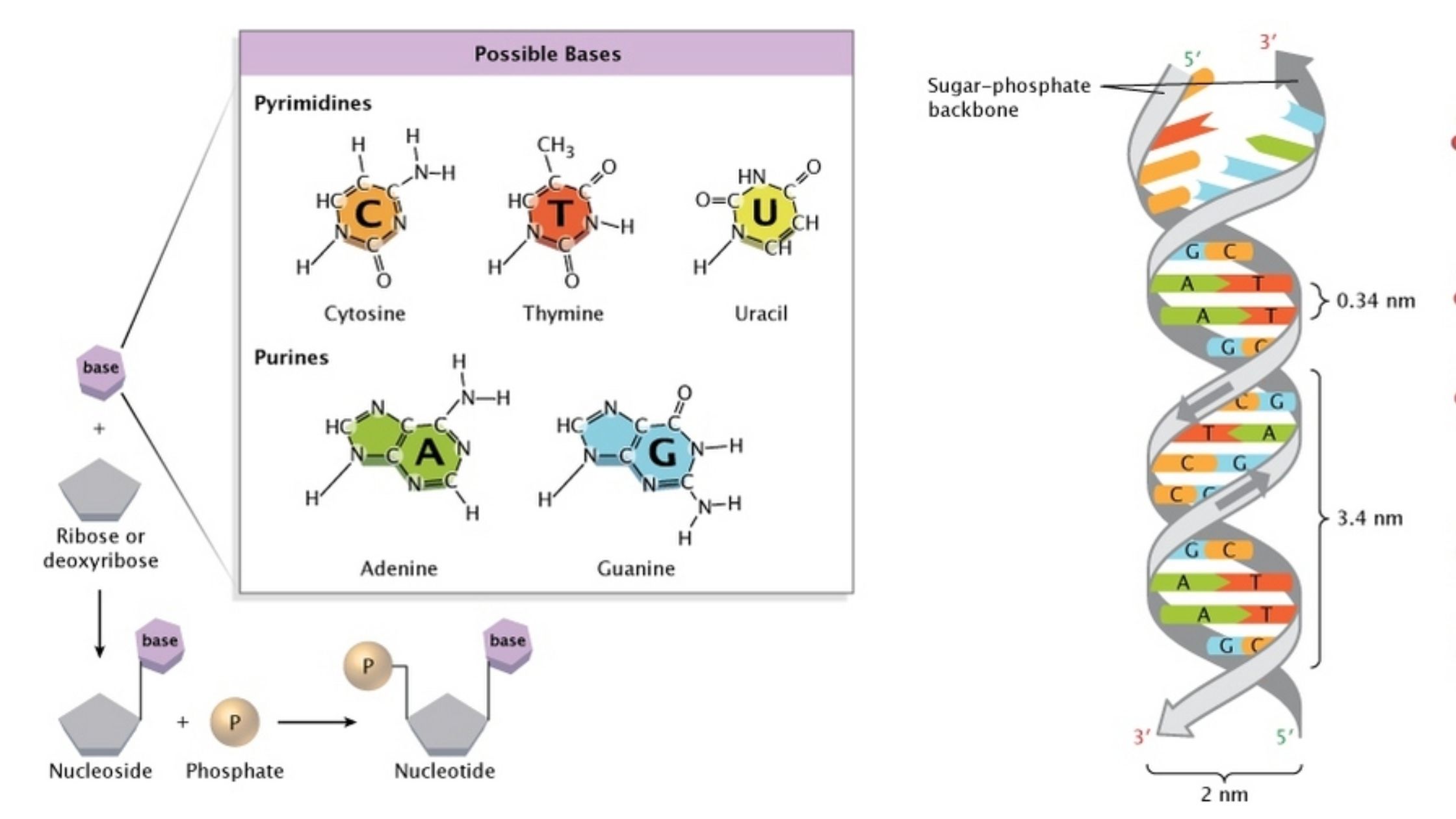 Experiments on DNA Structure