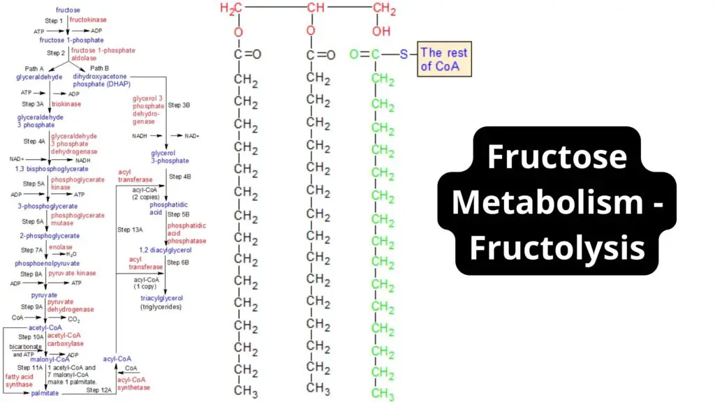 Fructose Metabolism Pathway - Fructolysis - Biology Notes Online