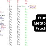 Fructose Metabolism Pathway - Fructolysis