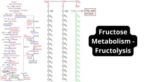 Fructose Metabolism Pathway – Fructolysis
