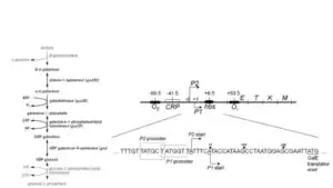 Galactose (Gal) Operon – Structure, Regulation