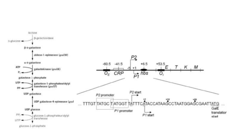 Galactose (Gal) Operon - Structure, Regulation