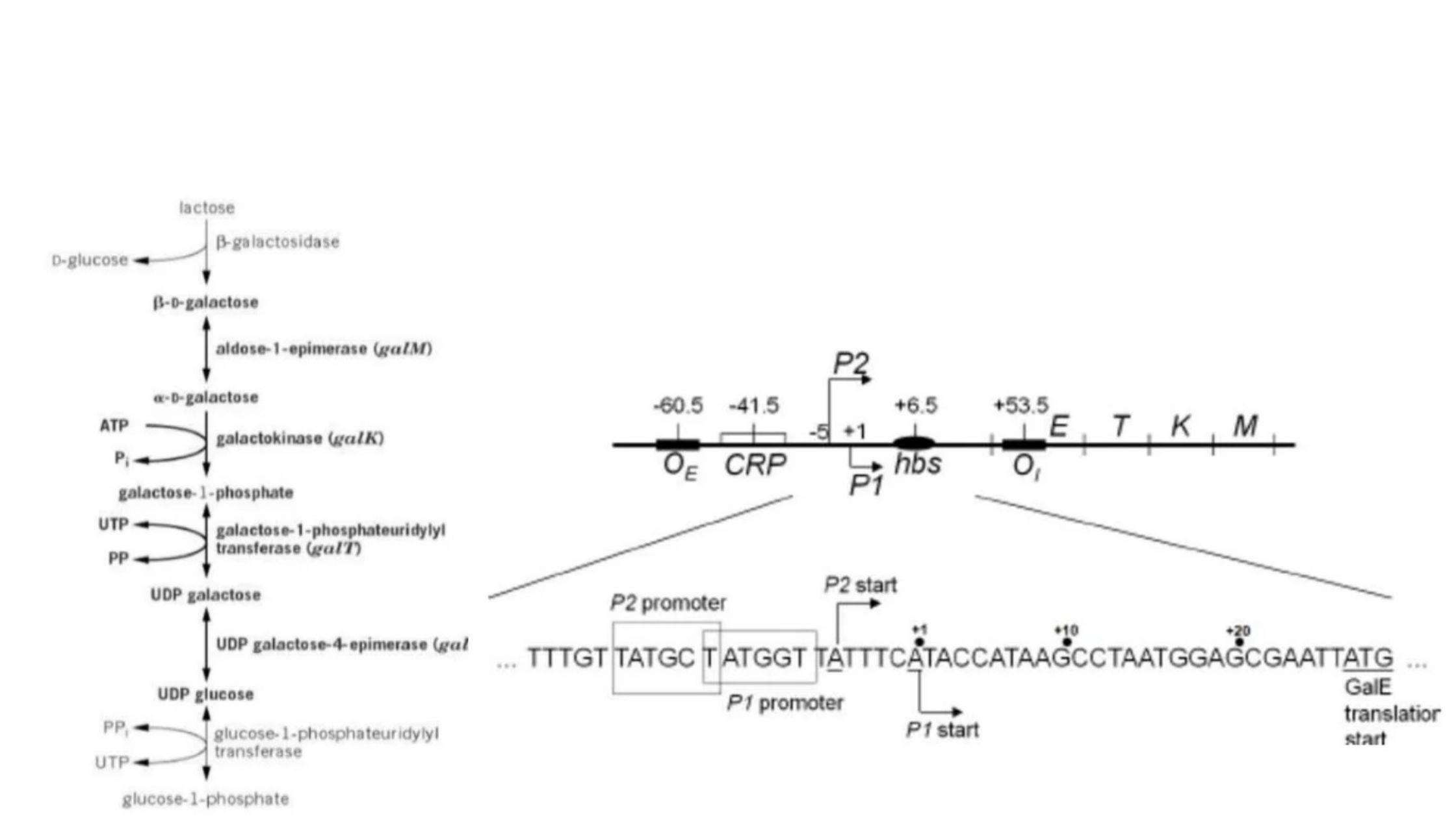 Galactose (Gal) Operon - Structure, Regulation