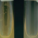 Growth at 42 Test - Growth of Non Fermentative Bacteria at 42°C