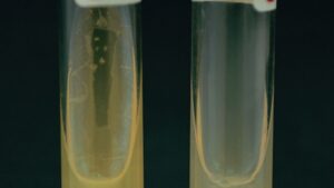 Growth at 42 Test – Growth of Non Fermentative Bacteria at 42°C
