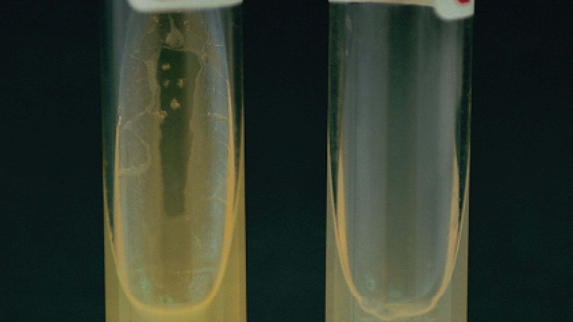 Growth at 42 Test - Growth of Non Fermentative Bacteria at 42°C