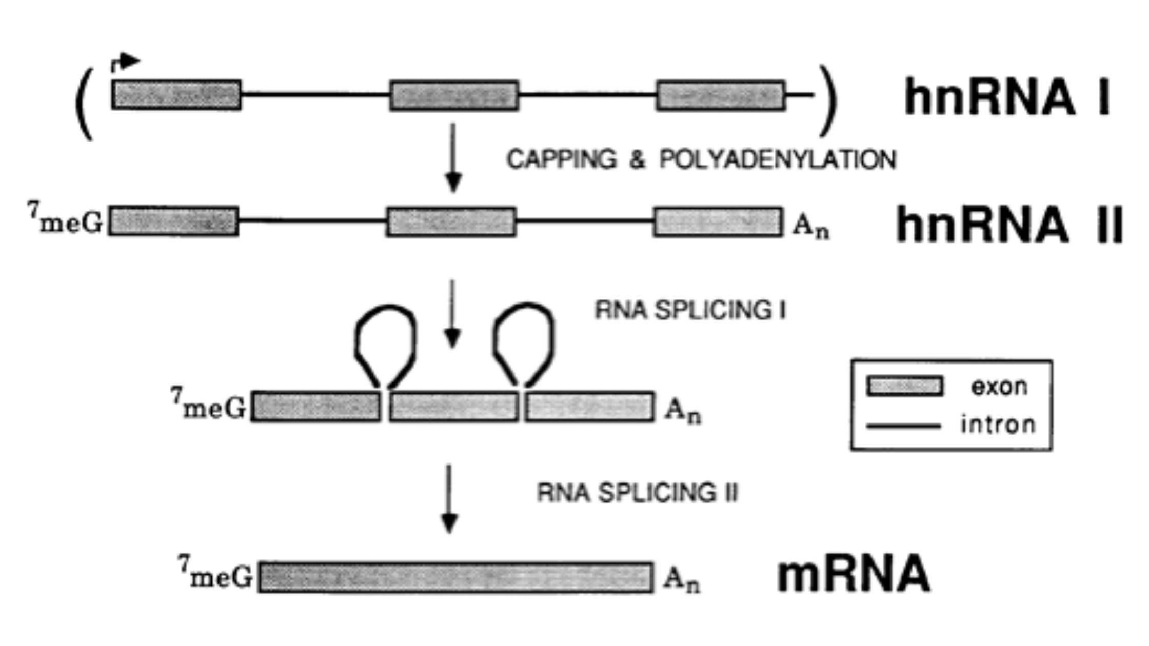 Heterogeneous Nuclear RNA (hnRNA)