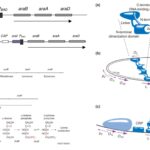 How  L-arabinose operon different from other operons?