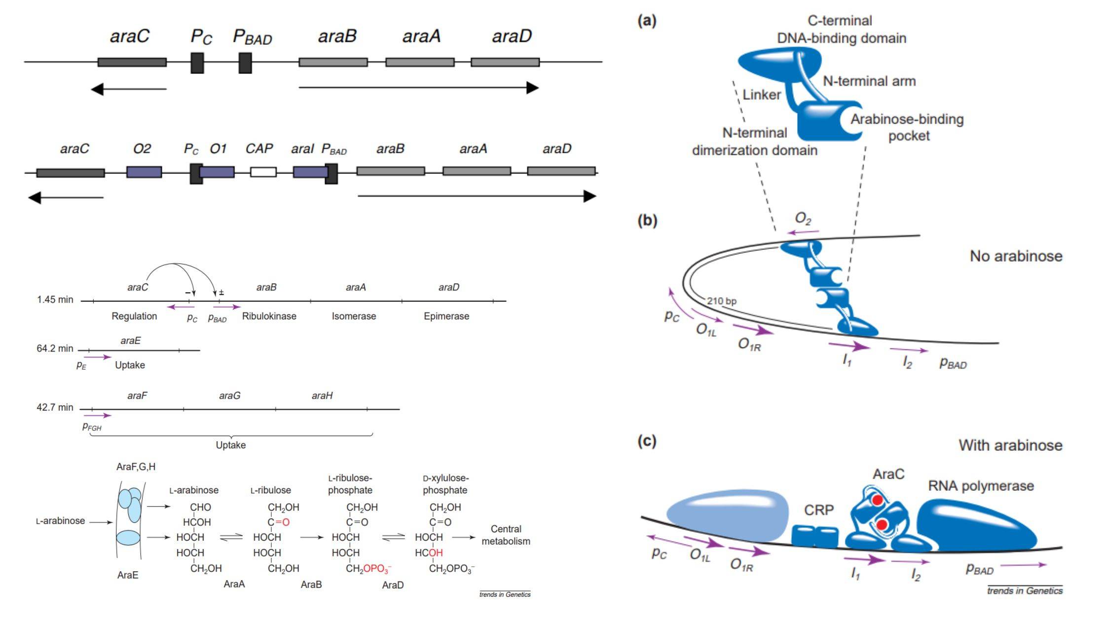 How  L-arabinose operon different from other operons?