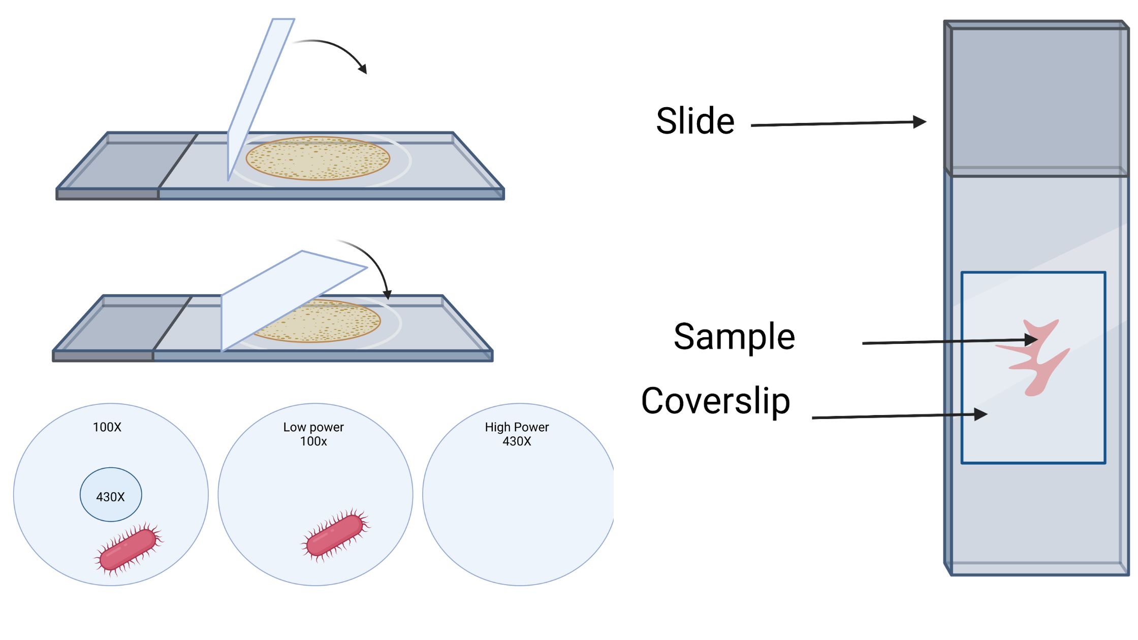 How To Use A Properly Use A Microscope