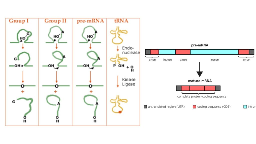 Intron - Definition, Structure, Functions - Biology Notes Online