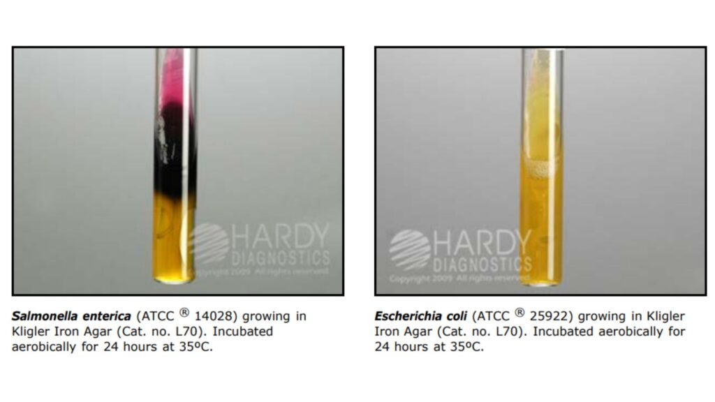 Kligler’s Iron Agar Test - Principle, Procedure, Result - Biology Notes ...