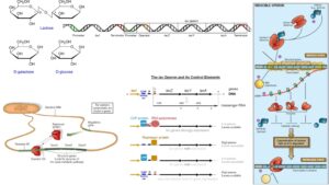 Lac Operon (lactose operon) – Definition, Structure, Mechanisms