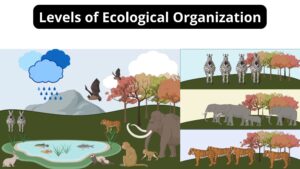 Levels of Ecological Organization – Definition, Examples