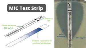 MIC Test Strip – Quantitative assay for determining the Minimum Inhibitory Concentration