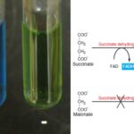 Malonate Test Principle, Procedure, Results