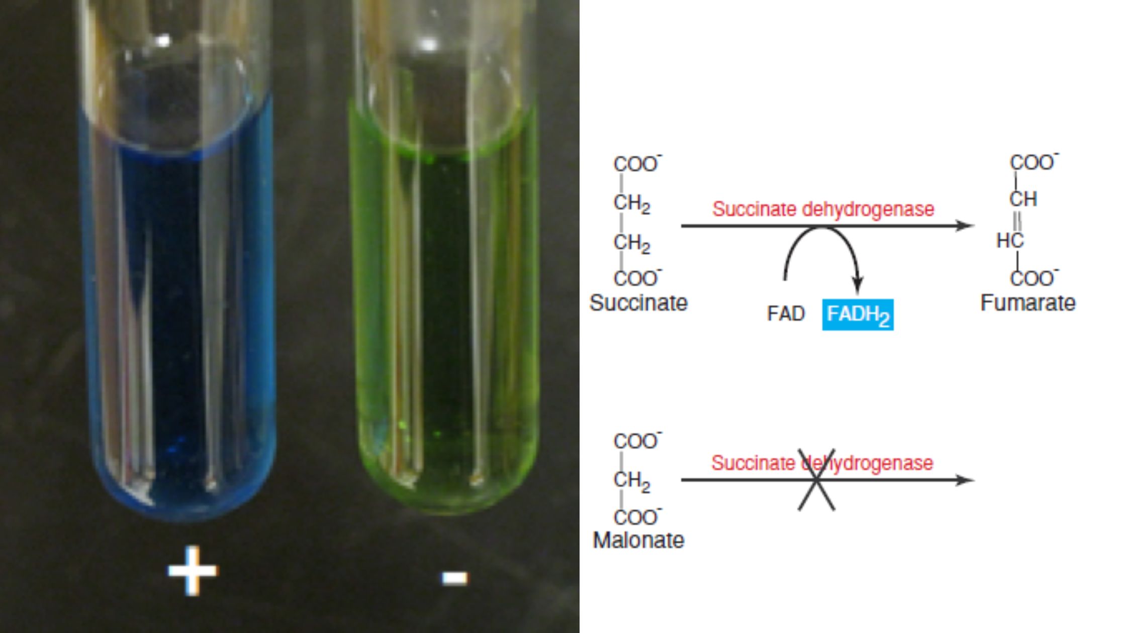 Malonate Test Principle, Procedure, Results