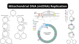 Mitochondrial DNA (mtDNA) – Structure, Replication Mechanism, Factors