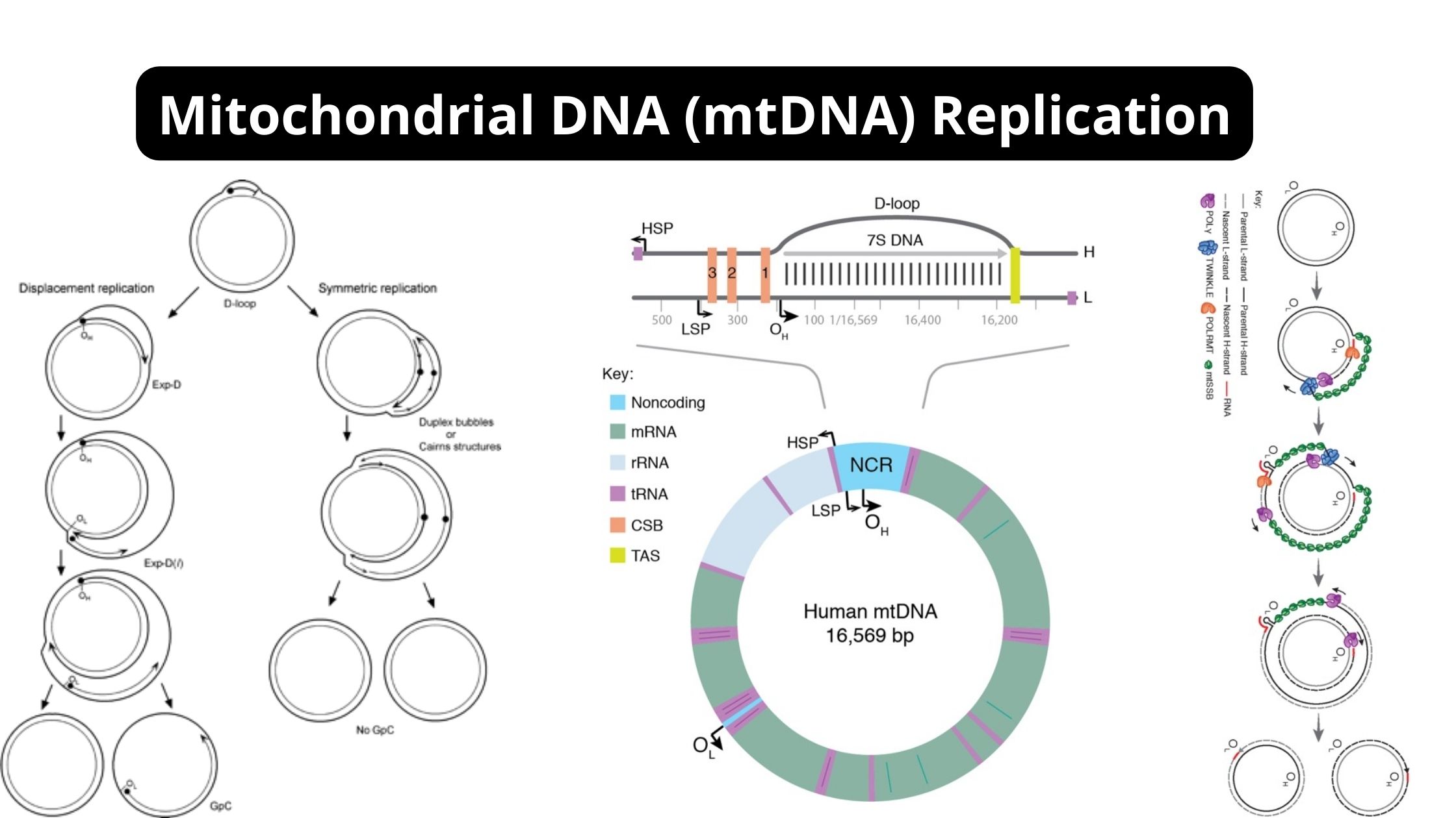 Genetics - Biology Notes Online