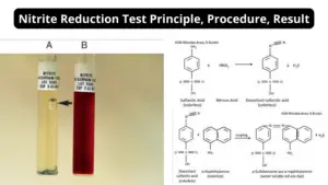 Nitrite Reduction Test – Principle, Procedure, Result