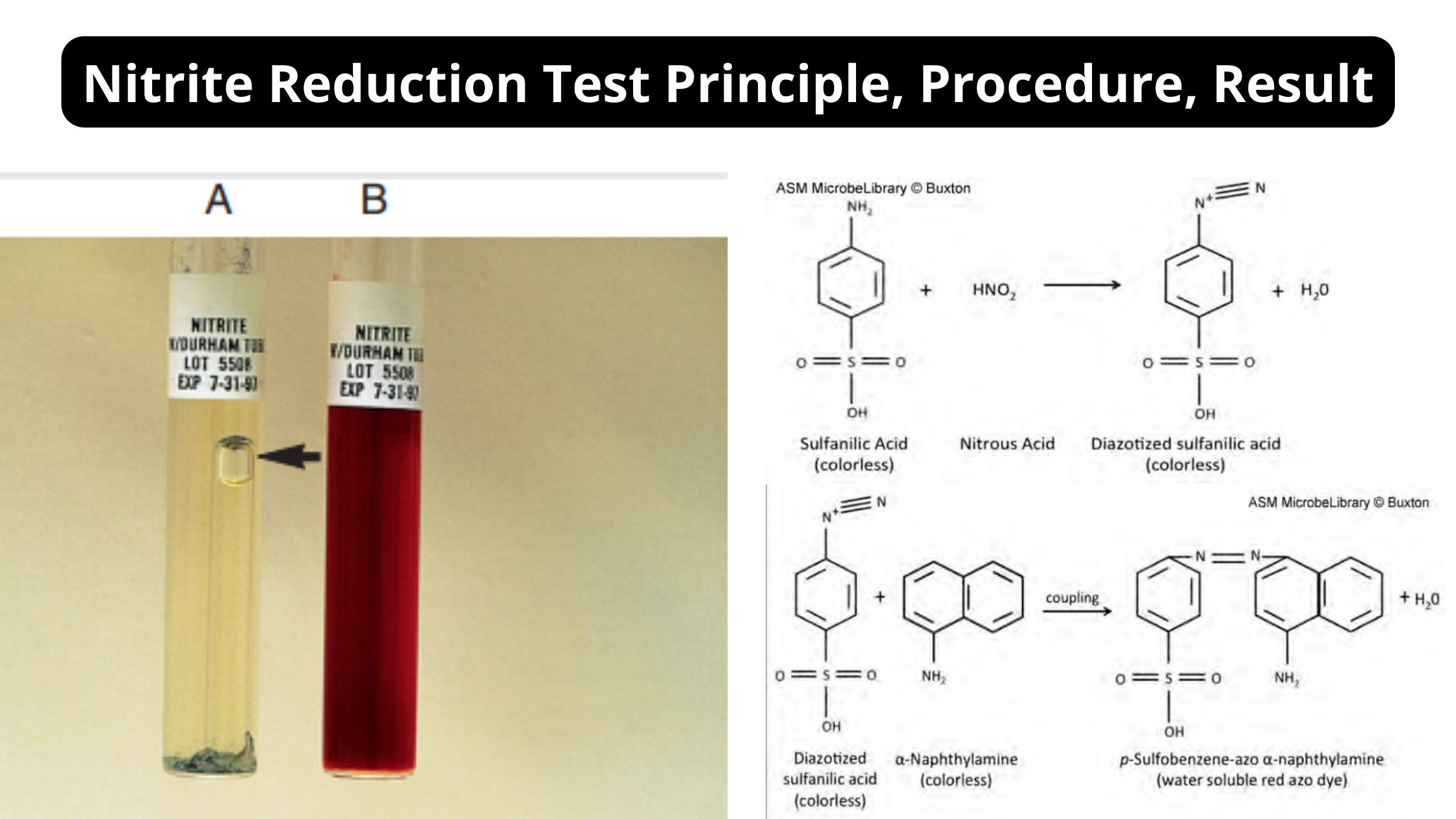 Nitrite Reduction Test Principle, Procedure, Result