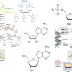 Nucleotides and Nucleosides - Definition, Structure, Function, Types