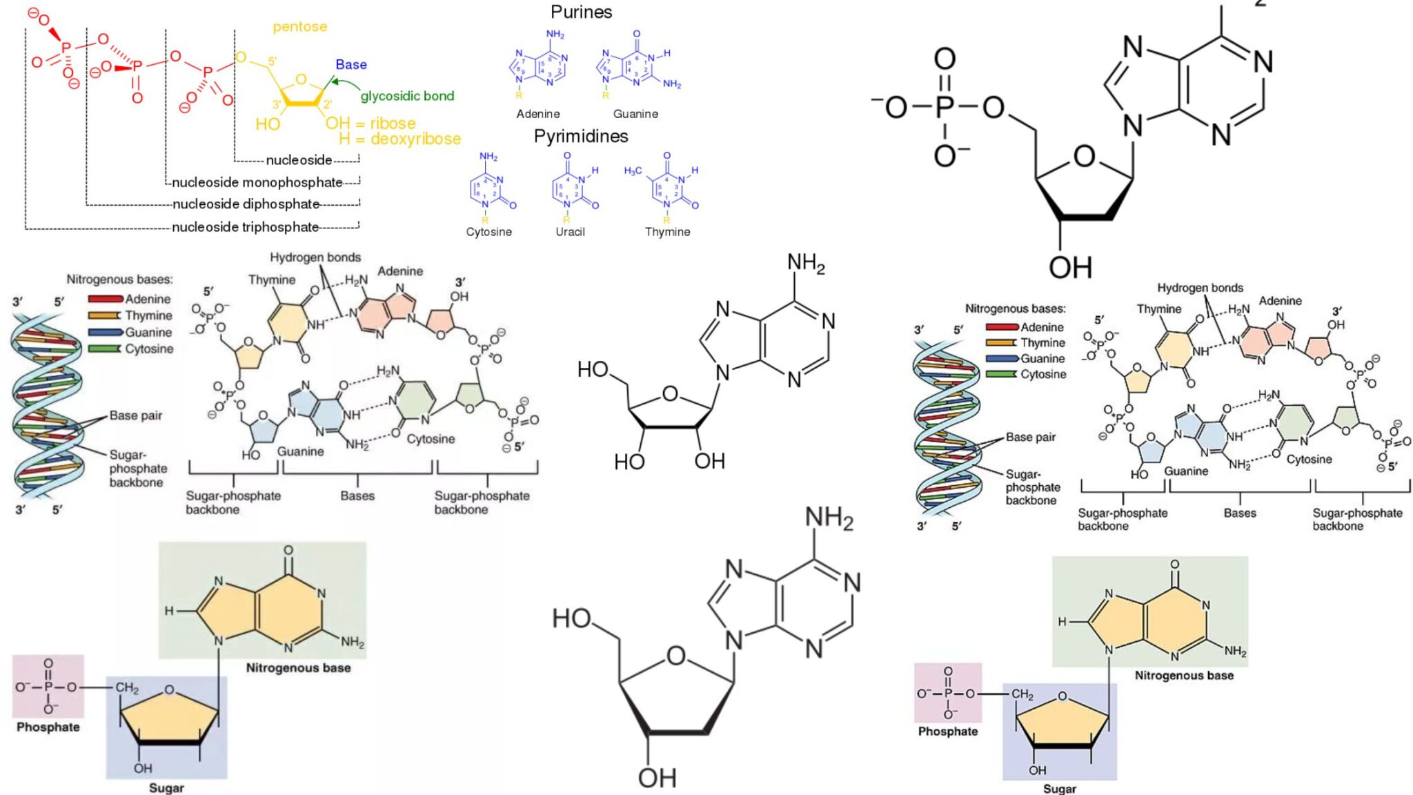 Genetics - Biology Notes Online