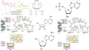 Nucleotides and Nucleosides – Definition, Structure, Function, Types