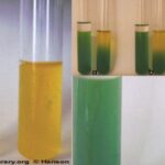 OF (Oxidation-Fermentation) Test Principle, Purpose, Procedure