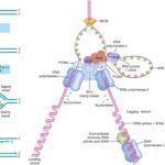 Okazaki Fragments - Definition, Discovery, Formation, Enzymes, Importance